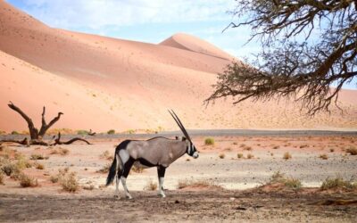 Hunting Oryx in Namibia