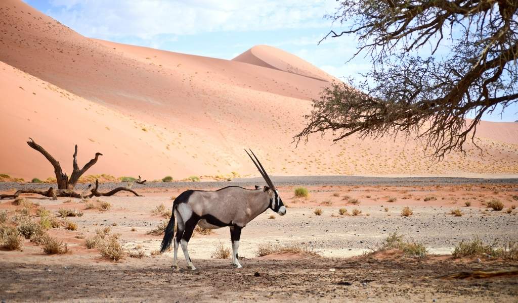 an oryx in a desert in Namibia