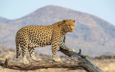 Leopard Hunting in Namibia