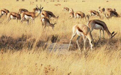 Plains Game Hunting in Africa