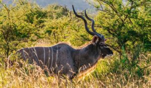 a kudu bull in namibia