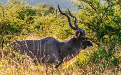 Hunting Kudu in Namibia