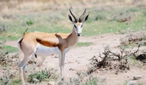 a springbok antelope in Namibia
