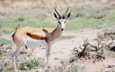 Springbok Hunting Safari Namibia