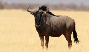 blue wildebeest in Namibia