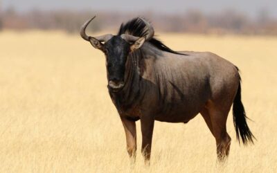 Blue Wildebeest Hunting Safari Namibia