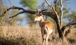 Impala antelope in Namibia