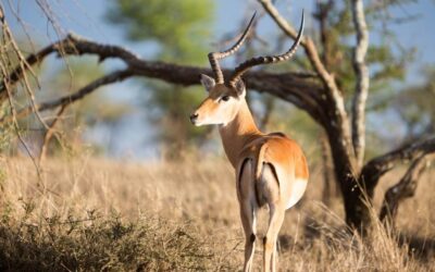 Impala Hunting Safari Namibia