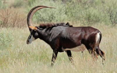 Sable Hunting in Namibia