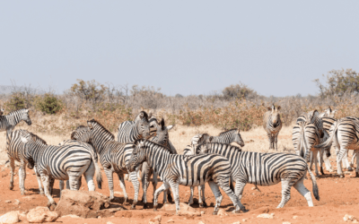Zebra Hunting Safari Namibia