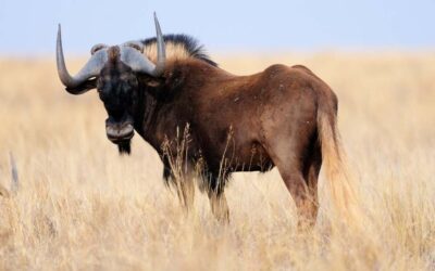 Black Wildebeest Hunting Safari in Namibia.