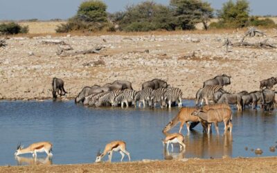 Top 5 Plains Game Trophies To Hunt in Namibia