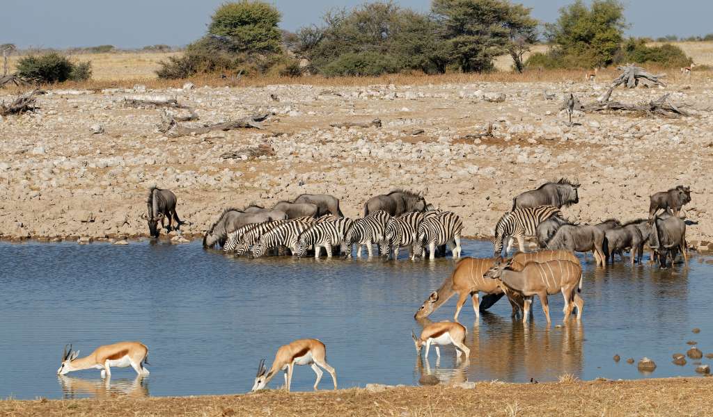 Top 5 Plains Game Trophies To Hunt in Namibia - Otjandaue Hunting Safaris