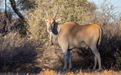 Hunting Eland in Namibia