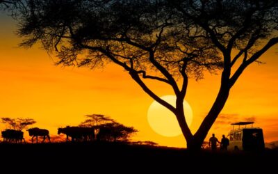 How to Choose the Perfect African Hunting Safari