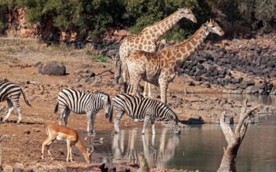 Namibia: The Ultimate Destination for African Hunting Safaris