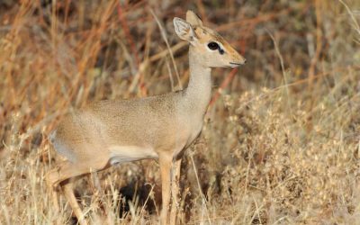 Hunting Damara Dik-Dik in Namibia