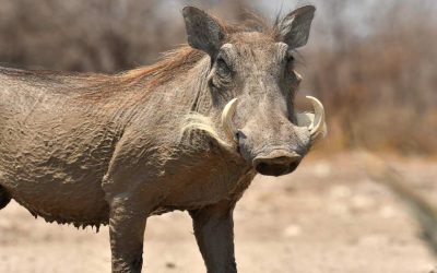 Hunting Warthog in Namibia