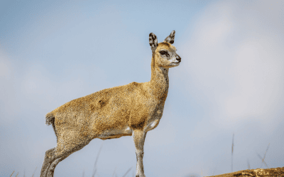 Top 4 Small Antelope to Hunt in Namibia