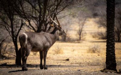 Hunting Waterbuck in Namibia