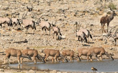 Top 5 Big Game Hunts in Namibia: An Ultimate Hunting Safari Experience