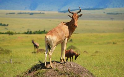 Red Hartebeest Hunting in Namibia