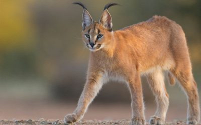Caracal Hunting in Namibia