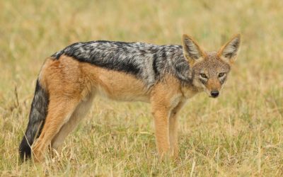 Hunting Jackals in Namibia