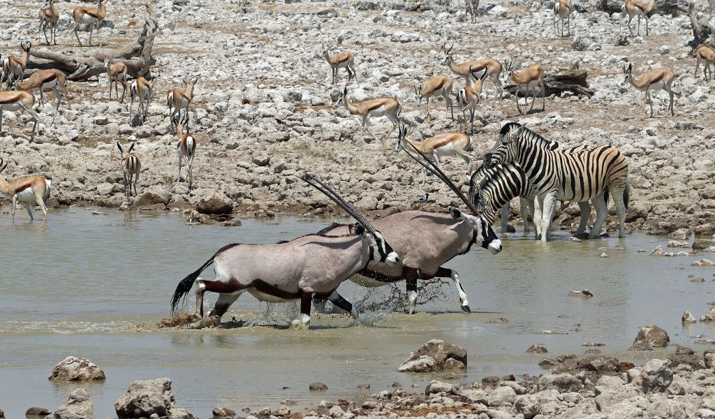 2026 Special Package Hunts – Exclusive Discounts for Your Next African Safari