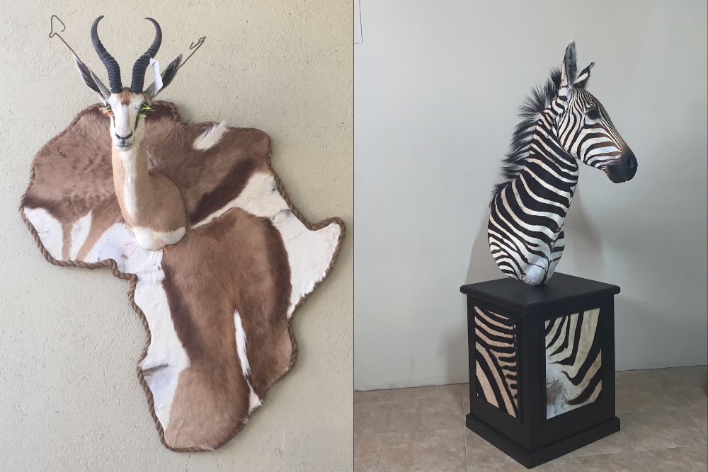 Otjandaue Taxidermy: Preserving Your Namibian Hunting Memories with Expertise and Care