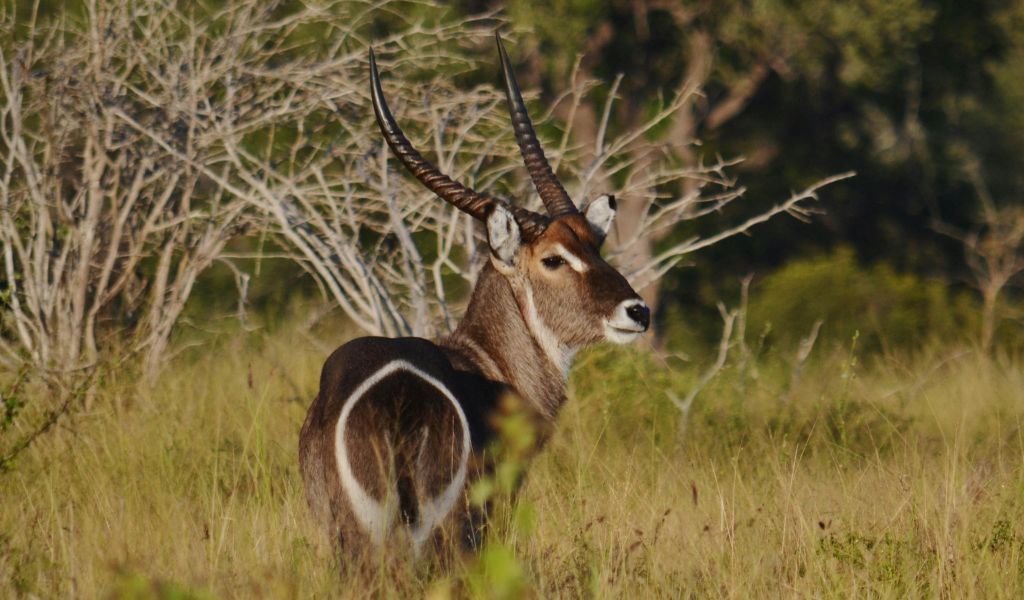 The Ultimate Guide to Waterbuck Hunting