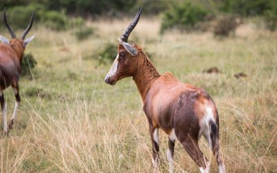 Blesbuck Hunting in Namibia: A Complete Guide