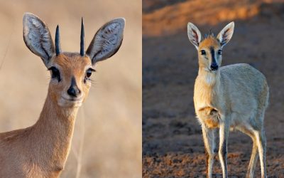 Steenbok vs. Duiker Hunting in Namibia: A Comparison of Two Small Antelope