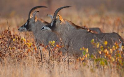 Roan Antelope Hunting in Namibia