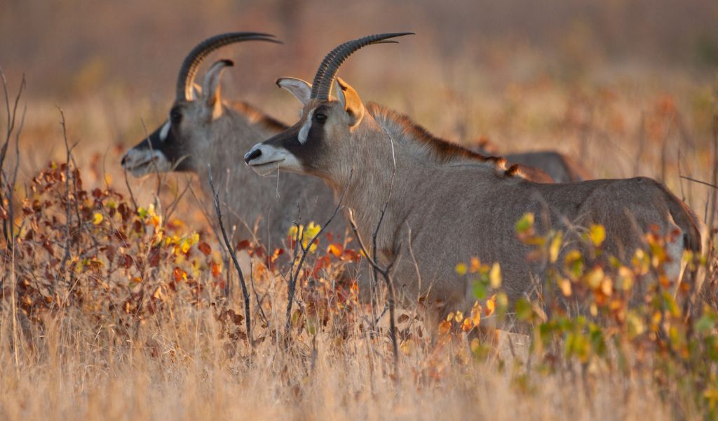 Roan Antelope Hunting in Namibia