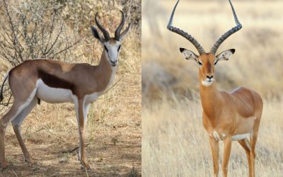 Springbok or Impala: Choosing the Right Plains Game Hunt in Namibia