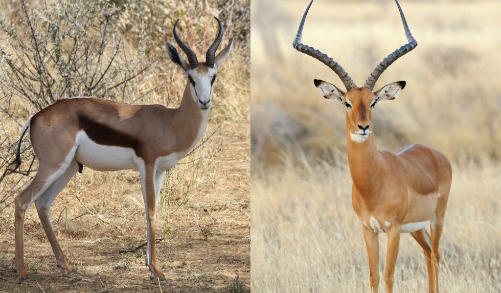 Springbok or Impala: Choosing the Right Plains Game Hunt in Namibia