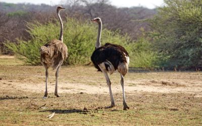 Ostrich Hunting in Namibia