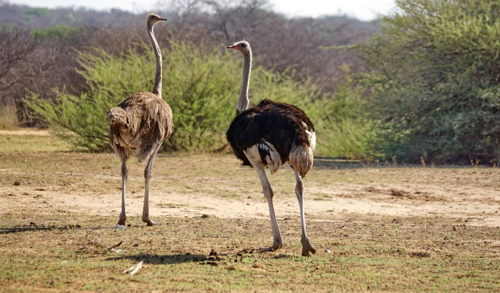 Ostrich Hunting in Namibia