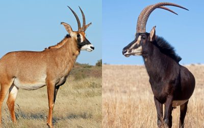 Roan vs Sable Hunting in Namibia