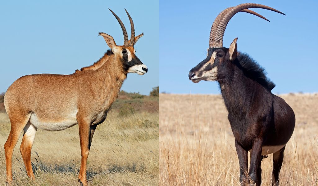 Roan vs Sable Hunting in Namibia