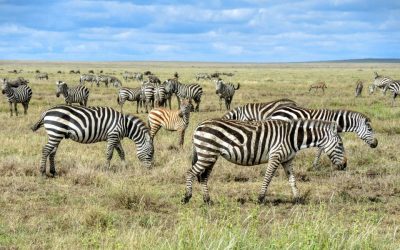 Burchell’s Zebra vs Hartmann’s Zebra Hunting in Namibia
