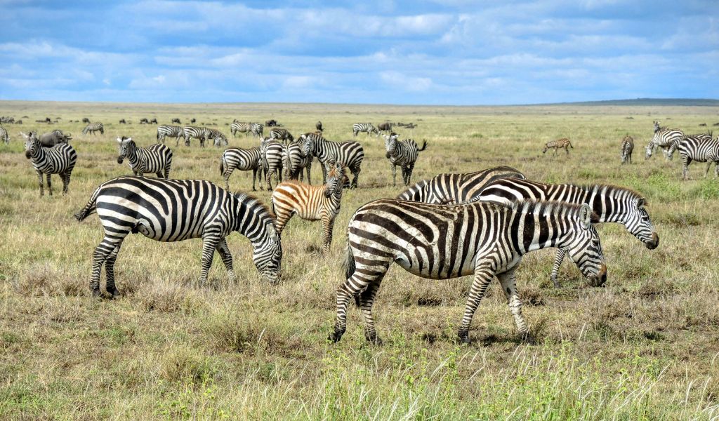 Burchell’s Zebra vs Hartmann’s Zebra Hunting in Namibia
