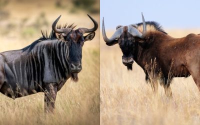 Blue Wildebeest vs Black Wildebeest Hunting in Namibia