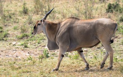 Eland Hunting in Namibia