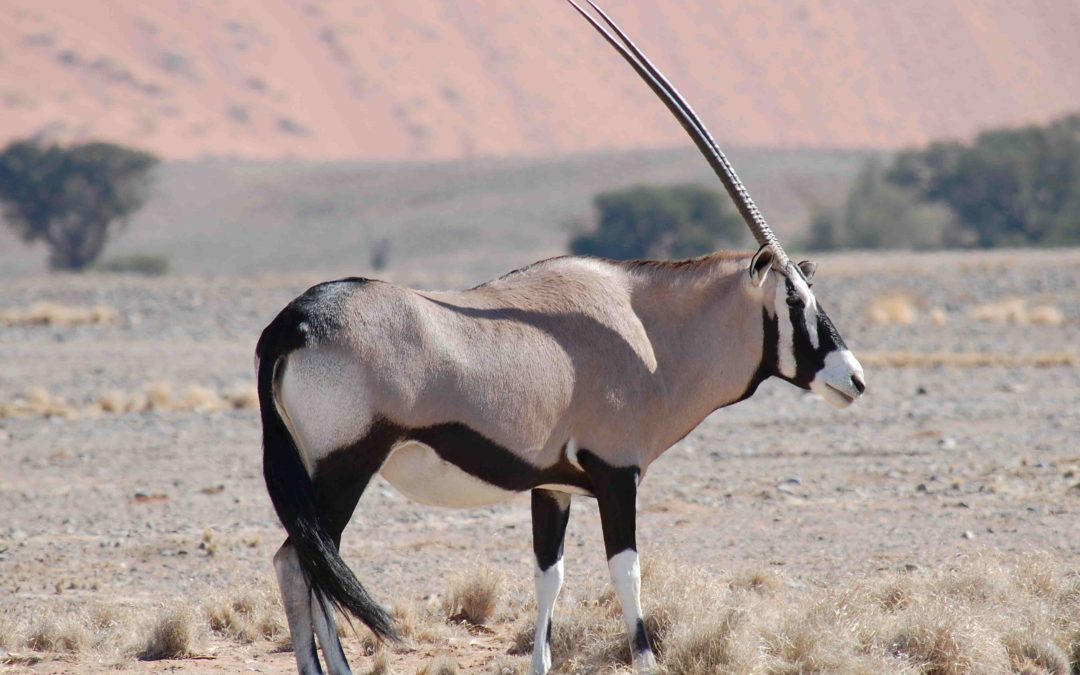 Why the Oryx Is Namibia’s Most Iconic Antelope