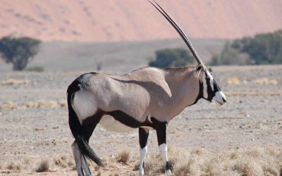 Why the Oryx Is Namibia’s Most Iconic Antelope